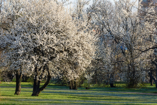 tree in the park