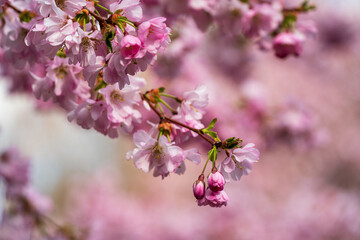 Japanese Cherry Blossom in close up view at the Munich Park during Spring time