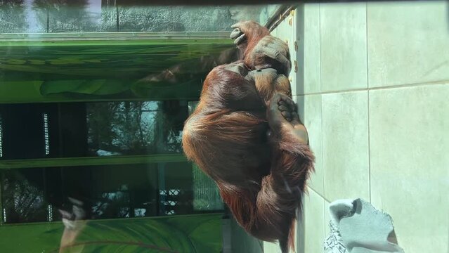 orangutan behind glass at the zoo
