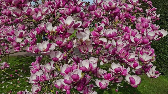 Close up of magnolia tree  flowers blooming with a parallax pan motion on a sunny day