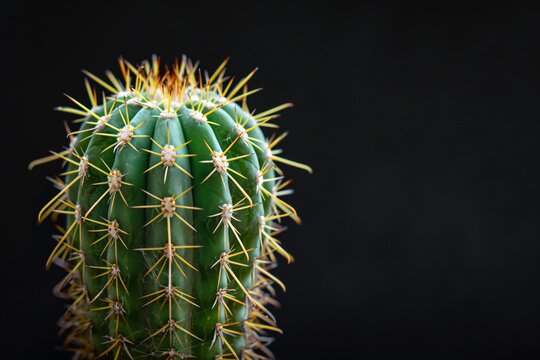 a close up of a cactus