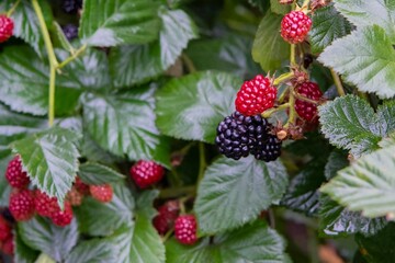 木苺（Rubus）の枝に付いた赤と黒の果実／夏・バラ科