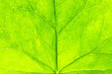 Ivy leaf in close up.