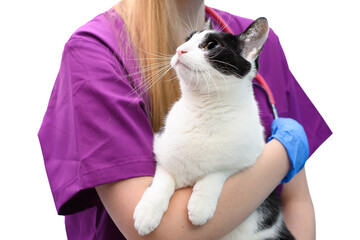 Weterynarz trzyma kota domowego na rękach, grzeczny kot czeka na badanie - obrazy, fototapety, plakaty