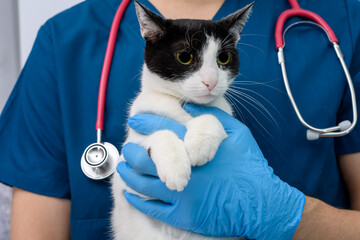 Kot w gabinecie trzymany przez lekarza weterynarii