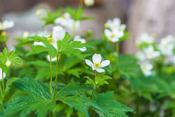 White anemone Anemone crassifolia, mountain anemone flowers blooming in a summer garden