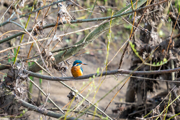 Common Kingfisher, Alcedo atthis, sat on a tree branch surrounded by brambles