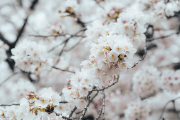 cherry blossom on a branch in japan