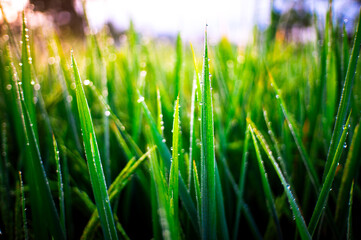 Newly grown rice leaves with dew in the morning