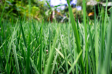 Newly grown rice leaves with dew in the morning