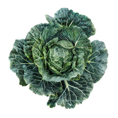 Obraz premium Cabbage isolated on transparent background