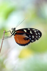 Fototapeta na wymiar finesse de papillon