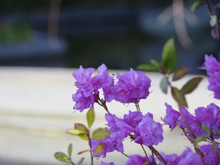 都会で春を感じる