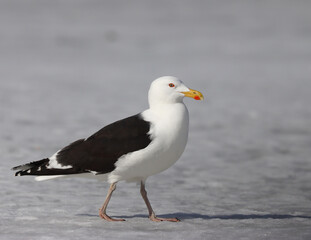 Great black-backed gull