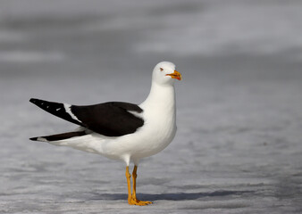 Fototapeta na wymiar Lesser black-backed gull