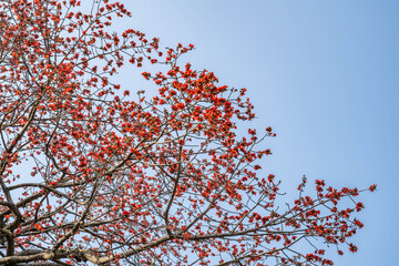 kapok blooming in spring