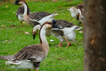 Classic Chinese goose with brown feathers and a black beak is shown foraging for food in a green field