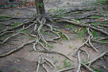 Above-Ground Tree Roots Embrace the Surface