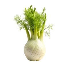Fresh fennel bulb isolated on transparent background. Fennel bulb with leaves.