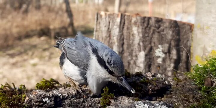 The Sitta europae nuthatch on a forest feeder picks up seeds in its beak. Close-up video