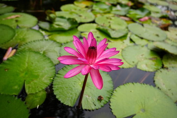 Beauty Waterlilies Adorning a Tranquil Pond