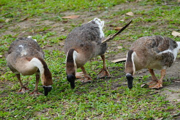 Classic Chinese goose with brown feathers and a black beak is shown foraging for food in a green field