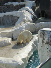 動物園の白熊
