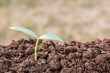 Green seedling growing out of soil in sunshine