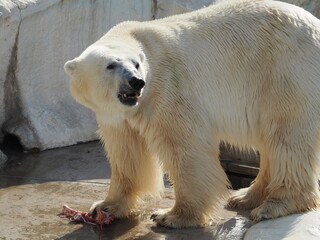 動物園の白熊
