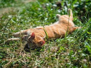 Ginger cat in a green grass field on a warm sunny day sunbathing and relaxing. Animal adventure in wild nature.