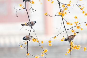 Sparrows Falling on Branches - obrazy, fototapety, plakaty