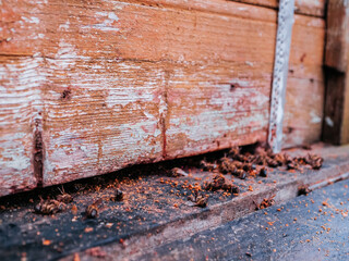 Dead bee pulled out from beehive and left by the entrance after winter season. Bee life cycle...