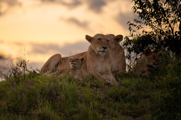 Lion pride ( Panthera Leo Leo) at sunset, Olare Motorogi Conservancy, Kenya.