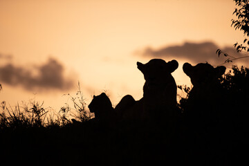 Lion pride ( Panthera Leo Leo) at dusk, Olare Motorogi Conservancy, Kenya.