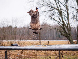 Cute tabby cat jumping on a trampoline to catch a toy. Nature background. Sport and hobby concept. Funny animal performance and entertainment. Showing off one skill theme.