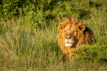 Male lion ( Panthera Leo Leo) enjoying the golden light of the morning sun, Olare Motorogi...