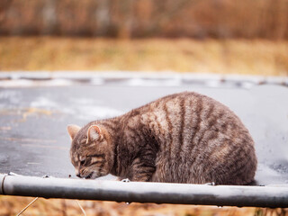 Cute brown tone color country tabby cat sitting on old trampoline and eating food in a winter...