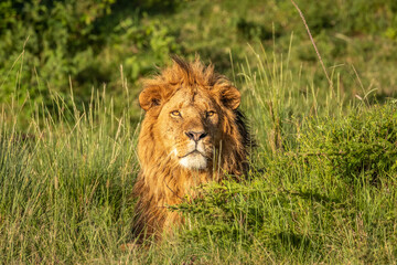 Male lion ( Panthera Leo Leo) enjoying the golden light of the morning sun, Olare Motorogi Conservancy, Kenya.