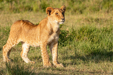Lion cub ( Panthera Leo Leo) enjoying the golden light of the morning sun, Olare Motorogi Conservancy, Kenya.