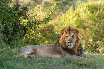 Male lion ( Panthera Leo Leo) resting, Olare Motorogi Conservancy, Kenya.