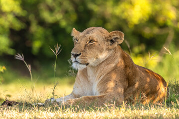 Lioness ( Panthera Leo Leo) resting, Olare Motorogi Conservancy, Kenya.