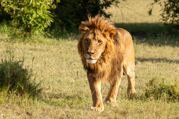 Male lion ( Panthera Leo Leo) walking in the morning sun, Olare Motorogi Conservancy, Kenya.