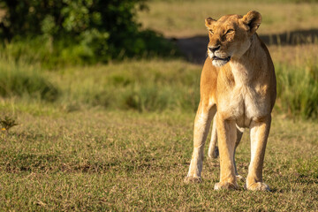 Lioness ( Panthera Leo Leo) walking in the golden light of the morning sun, Olare Motorogi Conservancy, Kenya.