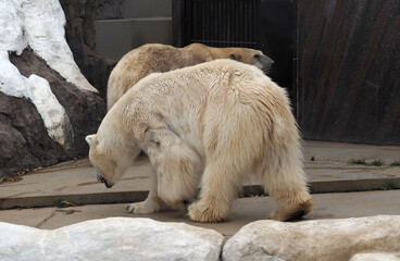 動物園の白熊