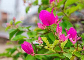 Bougainvillea flower in the garden