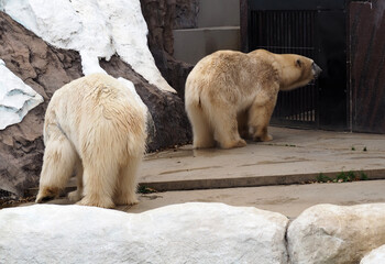 動物園の白熊