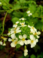 White flower with natural garden green leaf background