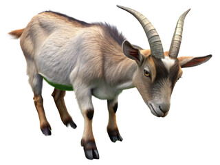 Obraz premium goat animal