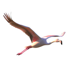 Fototapeta premium Flamingo flying isolated on transparent background