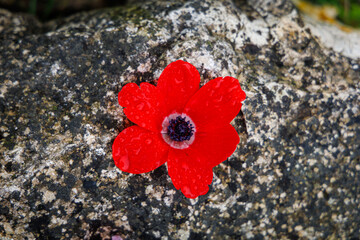 poppy on the stone